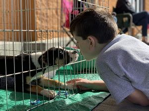 waynesville animal shelter mo